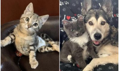 Cat Who Survived Loves Her Dog Sister, And They Can’t Stop Cuddling