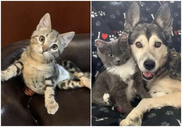 Cat Who Survived Loves Her Dog Sister, And They Can’t Stop Cuddling
