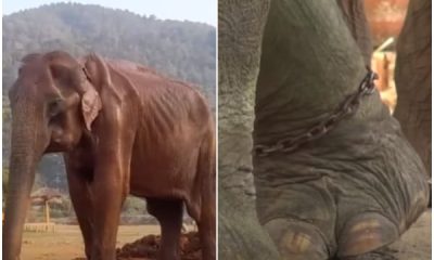Elephant Overwhelmed With Emotion When Enjoying Freedom After 85 Years In Chains
