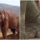 Elephant Overwhelmed With Emotion When Enjoying Freedom After 85 Years In Chains