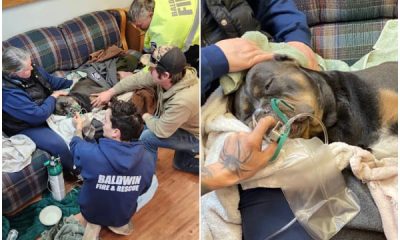 Firefighters Save Dog from Frozen Lake - Rescue Dog's Life
