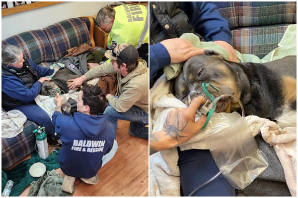 Firefighters Save Dog from Frozen Lake - Rescue Dog's Life
