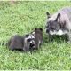 French Bulldog Taking Care of Baby Raccoons Like a Dad Making A Lovely Viral Video