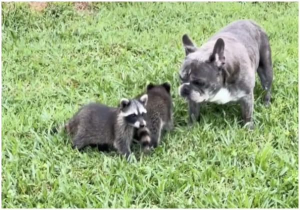 French Bulldog Taking Care of Baby Raccoons Like a Dad Making A Lovely Viral Video