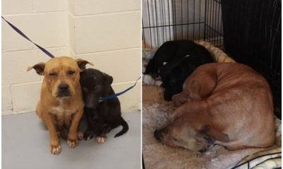 Nervous Pups Gather Close At The Shelter After The Owner Leaves Them Without A Word