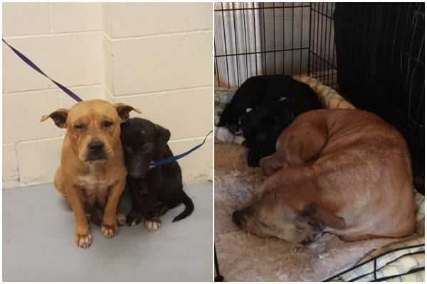 Nervous Pups Gather Close At The Shelter After The Owner Leaves Them Without A Word
