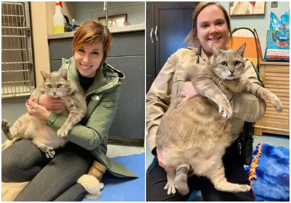 Overweight Shelter Cat 'One Frosty Too Many' Becomes Internet Sensation, Gets Adopted to Help Shed Pounds