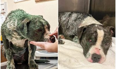 Rescue Saves Pitbull Covered in Green Paint, Giving Her a New Life