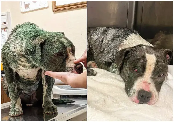 Rescue Saves Pitbull Covered in Green Paint, Giving Her a New Life