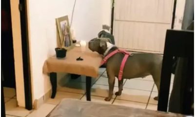 Sad Dog Can't Look Away from a Photo, and When You Find Out Why, Tears Won't Stop