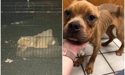 Sickly Pitbull Found in Trash Becomes Happy Pet in Loving Home