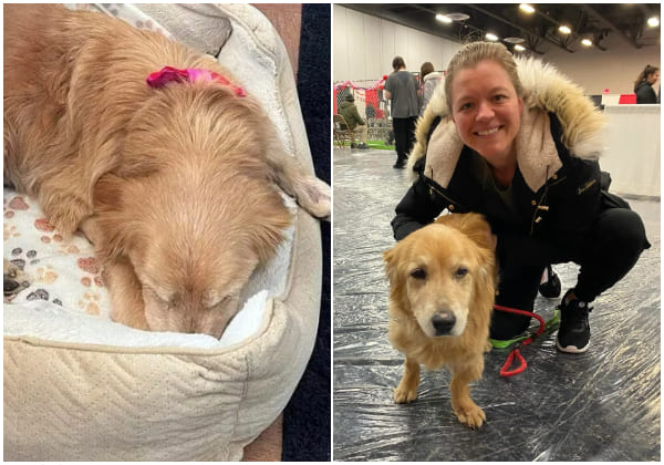 Woman Heartbroken When Golden Retriever Disappears – Five Years Later, She Spots a Familiar Friend