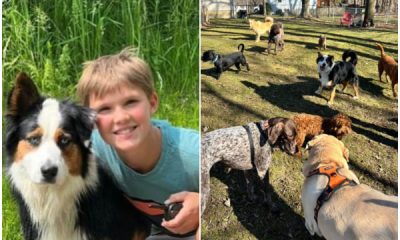 13-year-old Boy Starts Dog Transport Service, Living His Dream Job