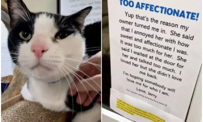 Abandoned Cat Finds Happiness in New Home Despite Being 'Too Affectionate