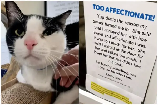 Abandoned Cat Finds Happiness in New Home Despite Being 'Too Affectionate
