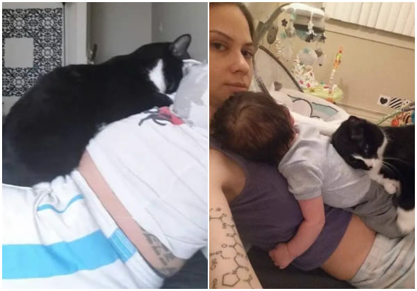 Cat Protects Her Tiny Human Since Before Birth