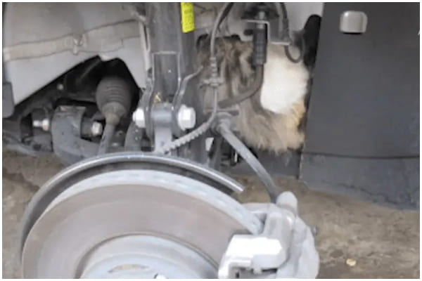 Cat Rescued After Being Stuck in Car Engine
