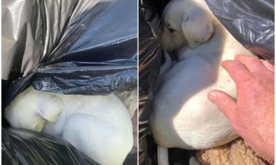 Cleanup Crew Member Finds Abandoned Puppy in Trash Can