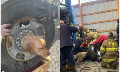 Firefighters Rescue Dog Stuck in Tire