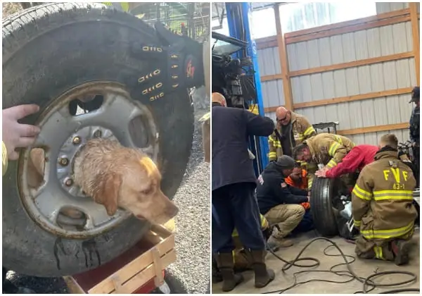 Firefighters Rescue Dog Stuck in Tire
