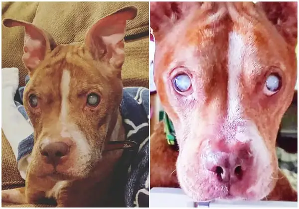 Pit Bull Sees Foster Parents for First Time After Incredible Eye Surgery