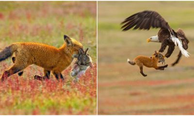 Eagle and Fox in an Epic Midair Battle Over a Rabbit, Were Captured by a Photographer